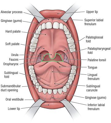 thumbs/Oral Cavity.jpeg.jpg